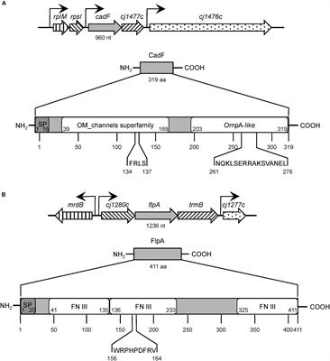 Taking Control: Campylobacter jejuni Binding to Fibronectin Sets the Stage for Cellular Adherence and Invasion